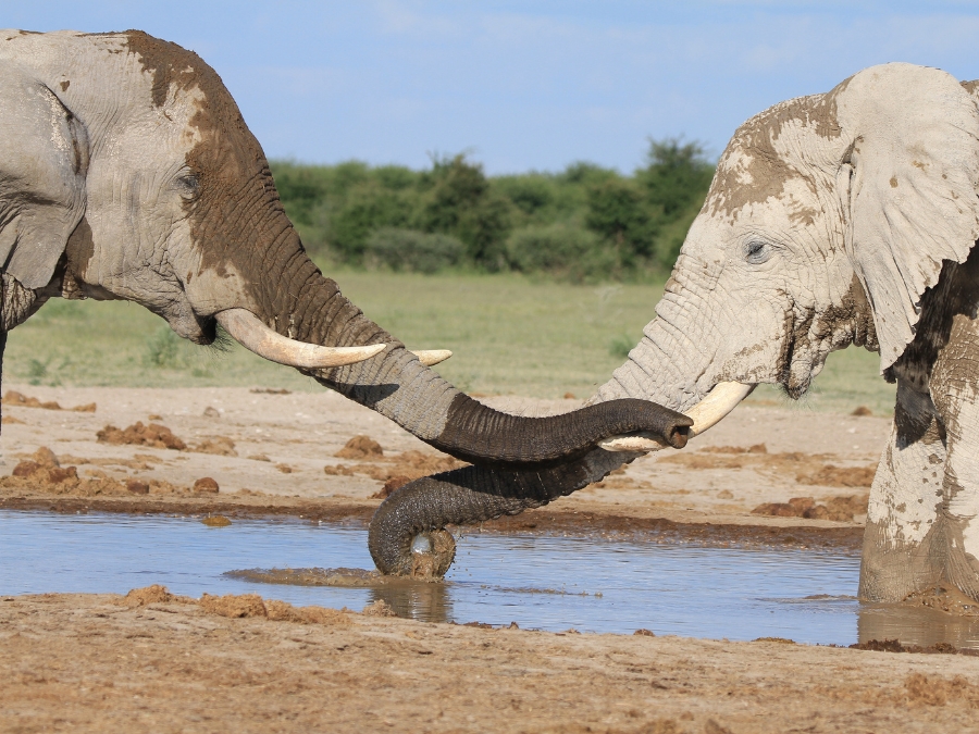 Safari in Botswana mit Kindern ist auch in den Sommerferien möglich