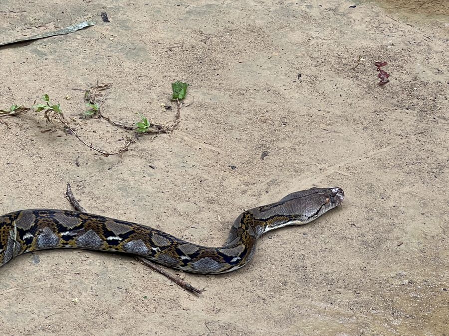 Die Python war da schon beeindruckender im Khao Sok Nationalpark. Aber die hatte mehr angst vor uns als wir vor ihr... (Bild: Sonja Alefi)