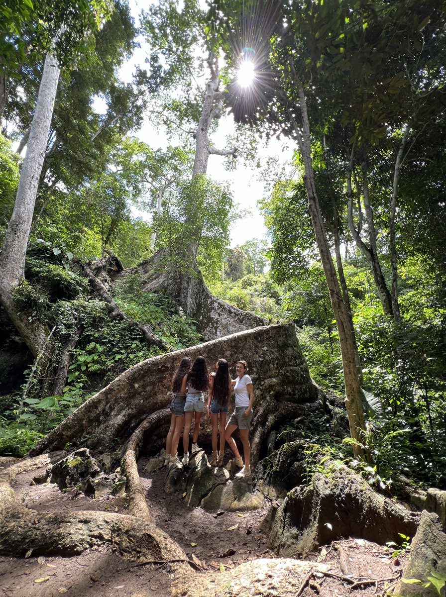 Die riesigen Dipterocarp-Bäume, die es seit Millionen Jahren gibt und die zu den höchsten Bäumen der Welt gehören, sind überall im Khao Sok Nationalpark zu finden (Bild: Sonja Alefi)