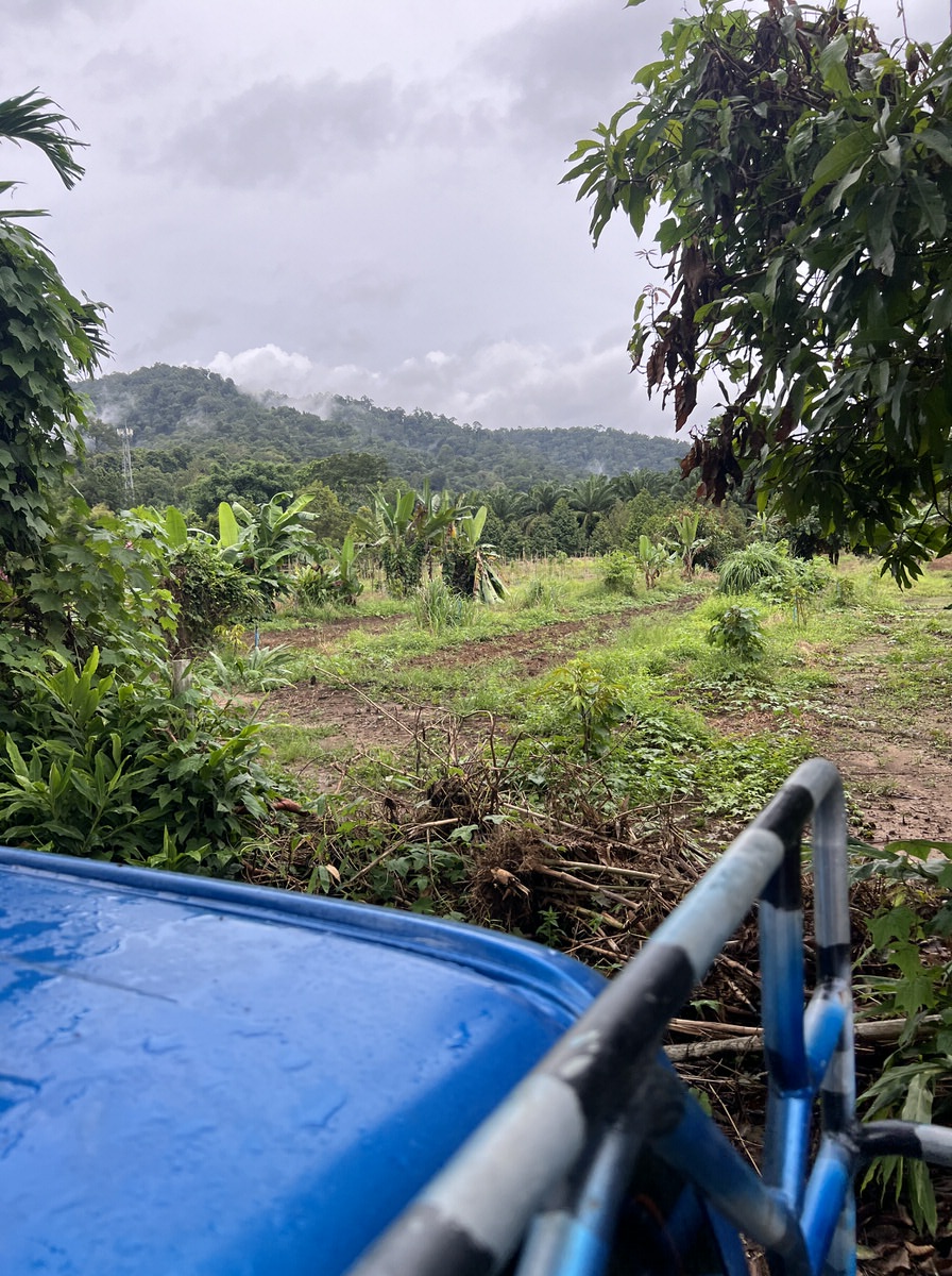 Auf dem Pickup-Truck gehts über Stock und Stein zur Einstiegsstelle fürs River-Tubing im Khao Sok Nationalpark (Bild: Sonja Alefi)