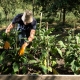 Frisches Gemüse in bester Bioqualität könnt Ihr im La Barbialla täglich genießen