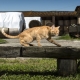 Die Hofkatzen des Barbialla Nuova freuen sich über viele Streicheleinheiten