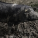 Die schwarzen cinta senese-Schweine sind typisch für die Region