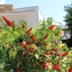 Wer´s scharf mag bedient sich an den Chilis, die im Garten wachsen...